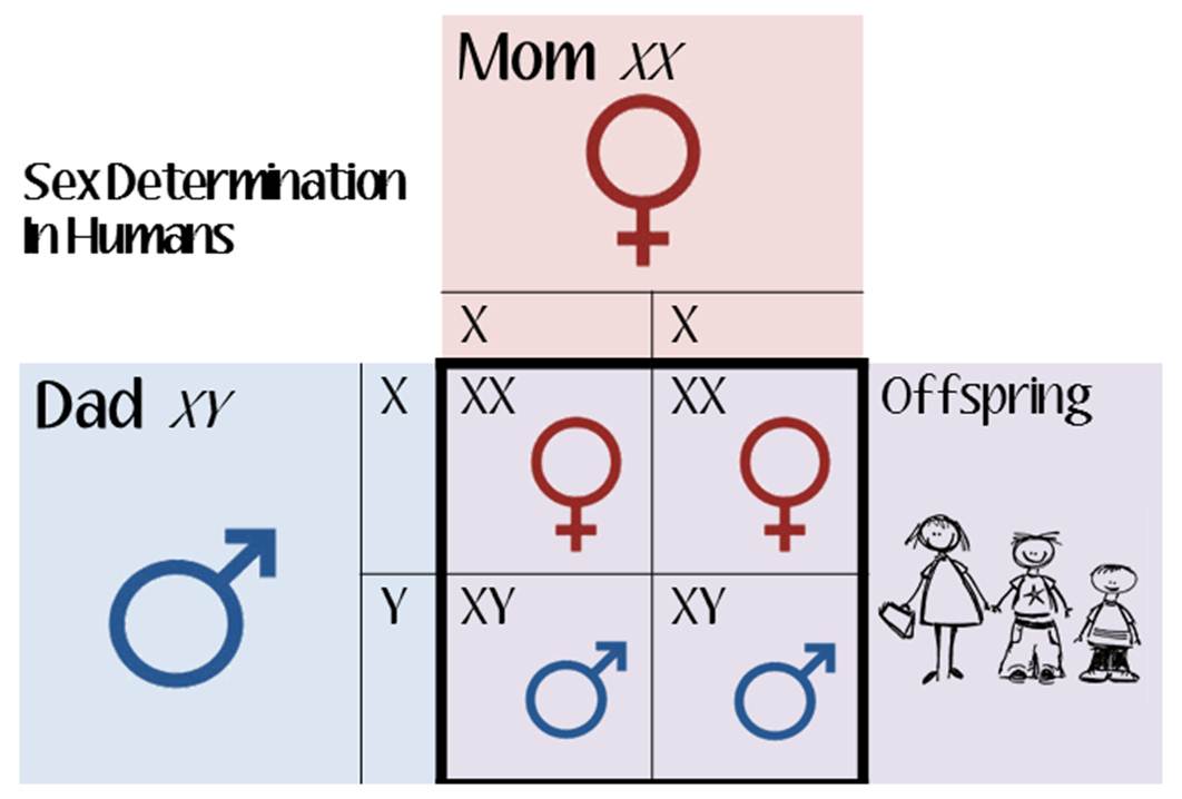 humans chromosome