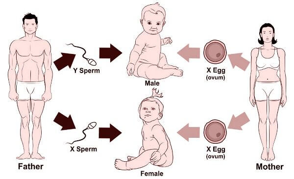 human chromosome