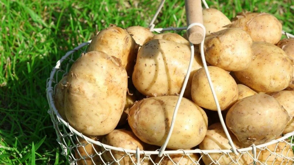 Perhatian kepada penggemar kentang! Ada toksik dalam tunas