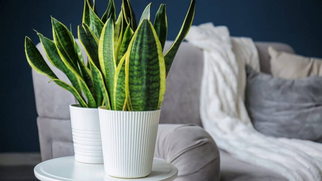 snake plant dalam rumah