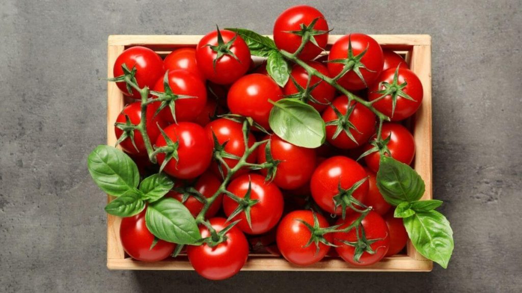 tomato - sayur untuk bayi
