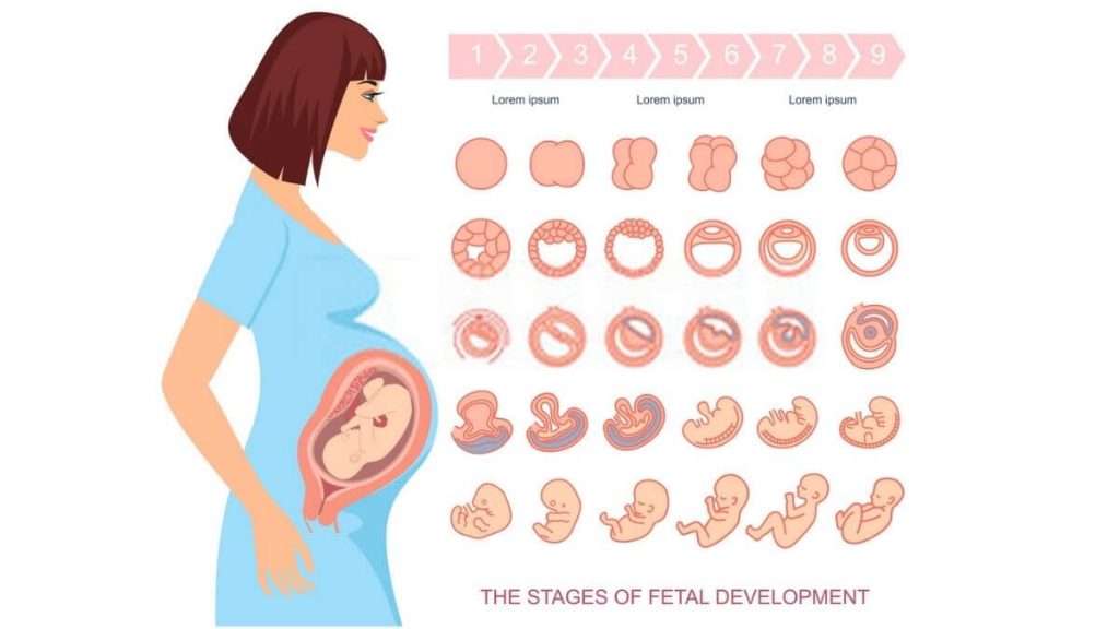 proses kehamilan : semasa kehamilan