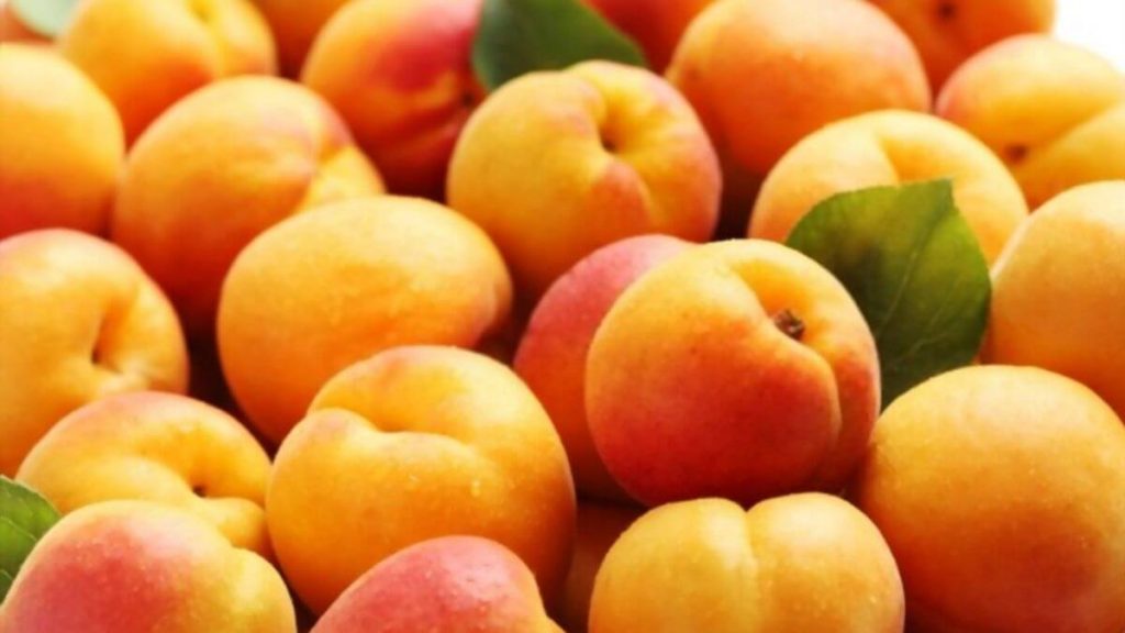 aprikot sebagai buah untuk ibu berpantang