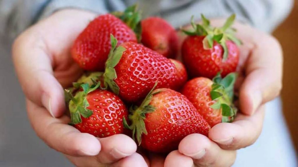 strawberry sebagai buah untuk ibu berpantang