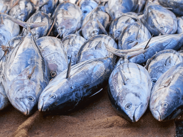 makanan dilarang ketika hamil - ikan besar