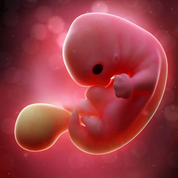 janin embryo