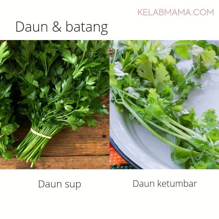 Beza daun dan batang daun sup dan daun ketumbar