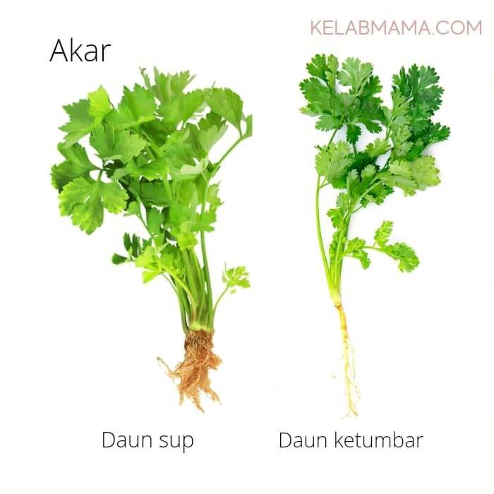 Beza akar daun sup daun ketumbar