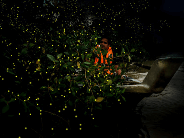 Kampung Kuantan Fireflies Park