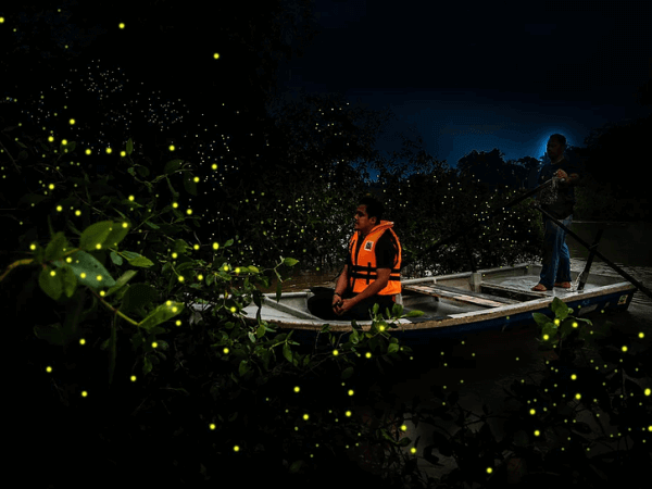 Kelip-kelip sungai Yak Yah (Yak Yah Fireflies Sanctuary)