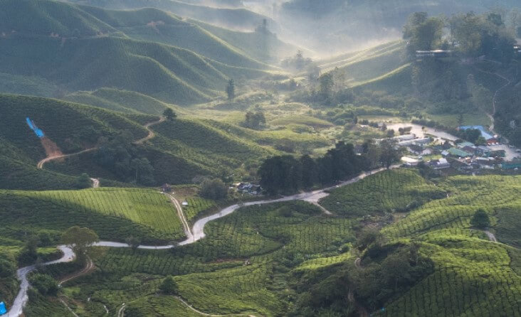 cameron highland