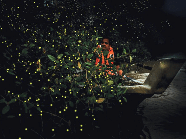  Firefly Watching di Cherating