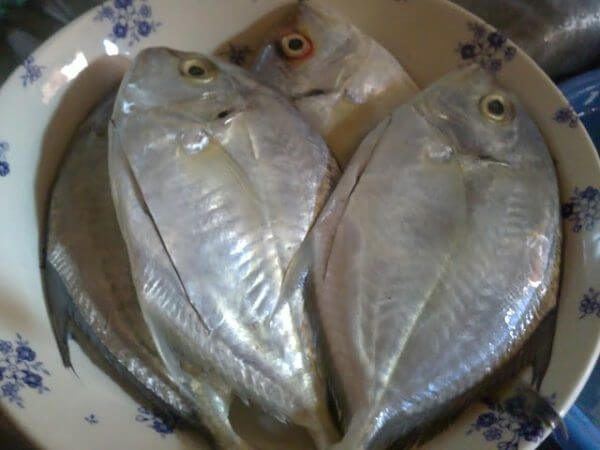 kenali jenis ikan di pasar - ikan cermin 