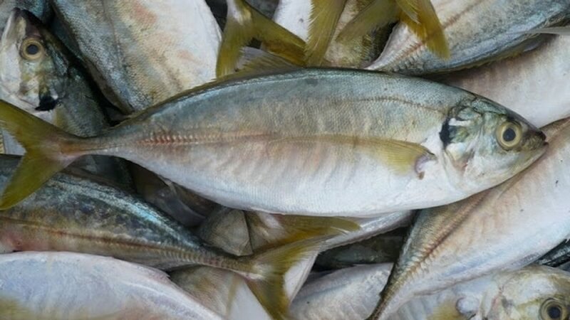 Ikan kembung