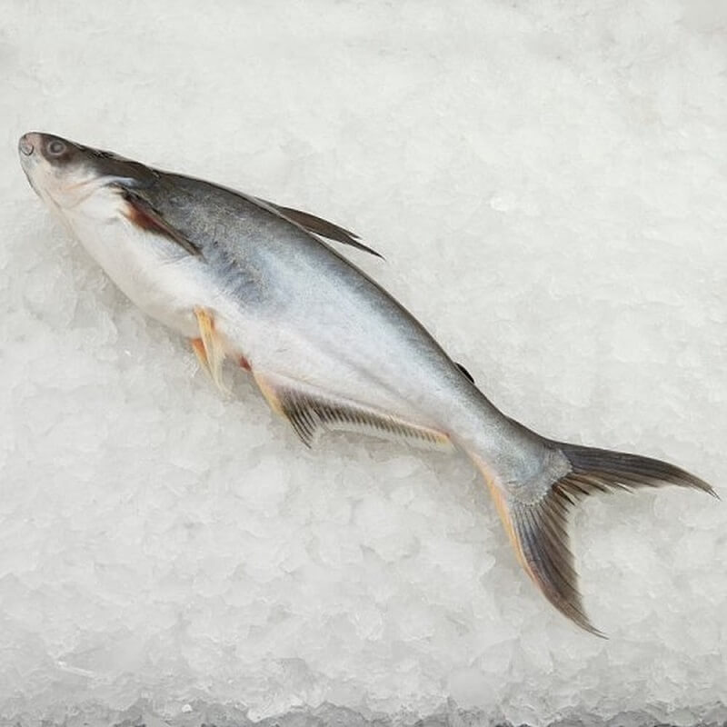 kenali jenis ikan di pasar - ikan patin 