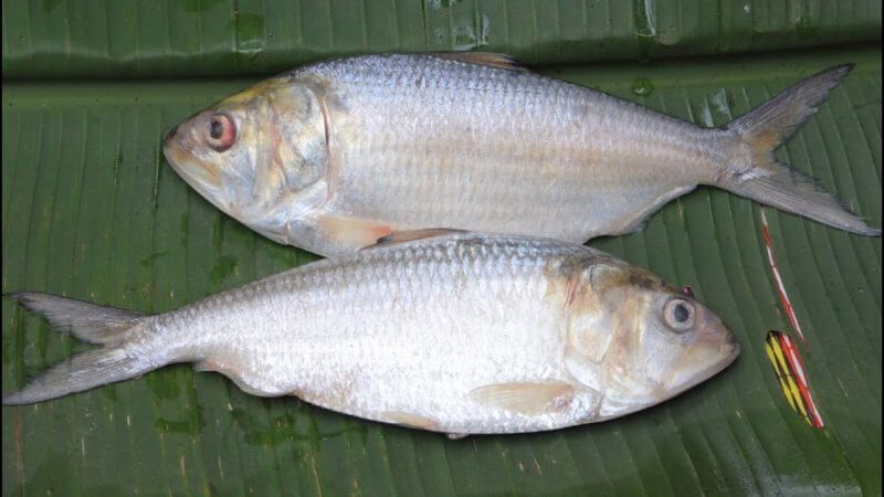 kenali jenis ikan di pasar - ikan terubuk 