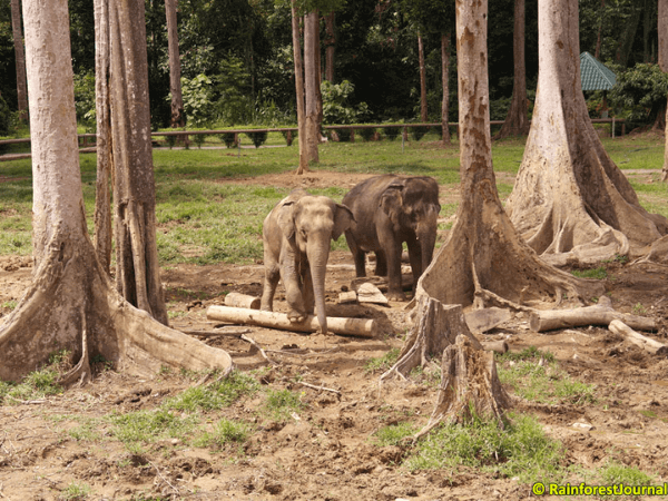 Krau Wildlife Reserve