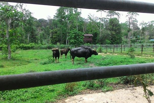 Pusat Pemuliharaan Seladang