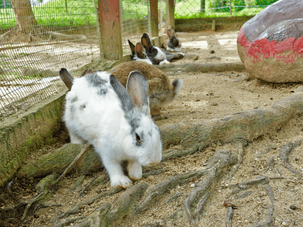 Rabbit Farms