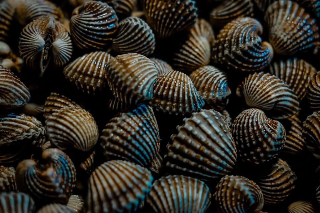 kerang bakar