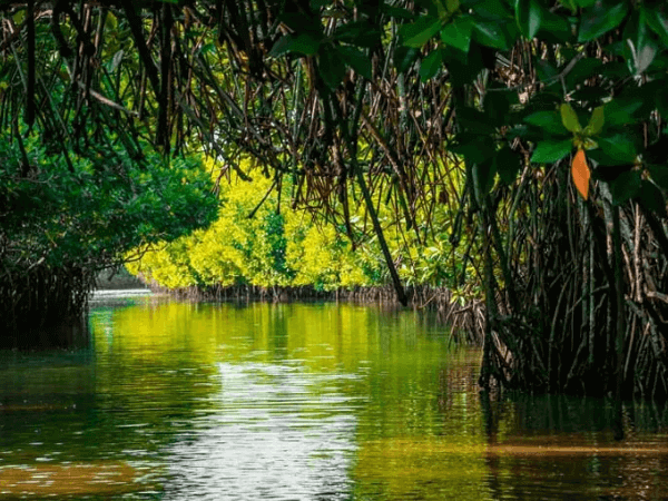 Anantara-Mangrove-Cruising