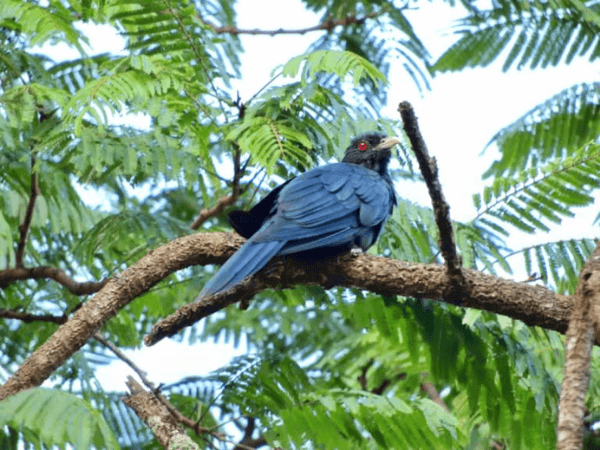 Bird Watching