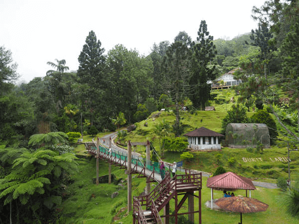 Bukit Larut