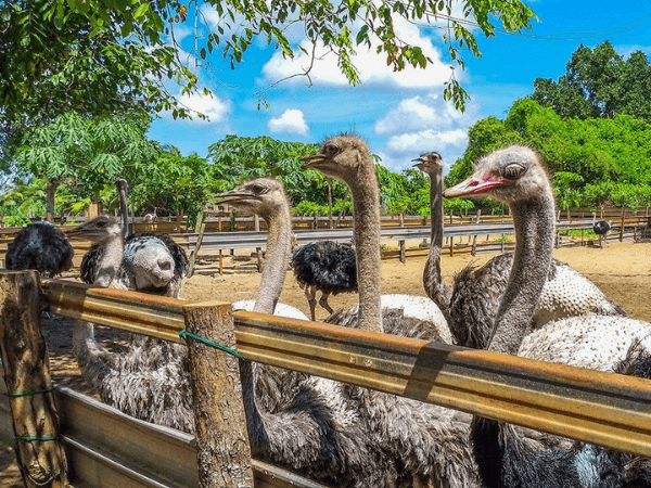 Desaru-Ostrich-Farm