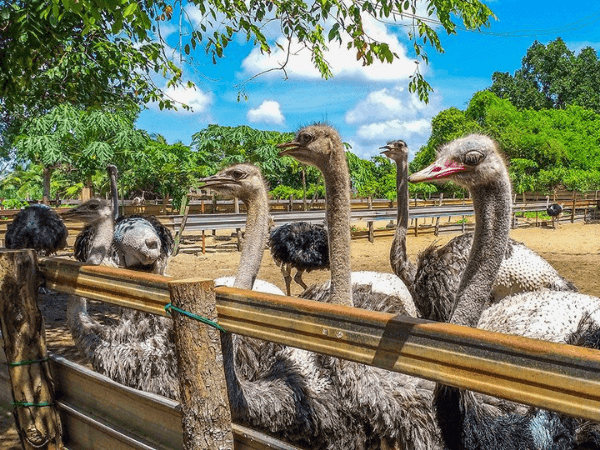 Desaru Ostrich Farm