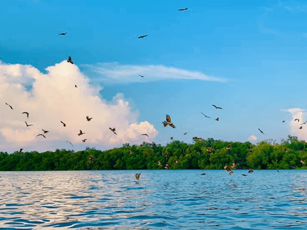 Eagle Feeding Kuala Selangor