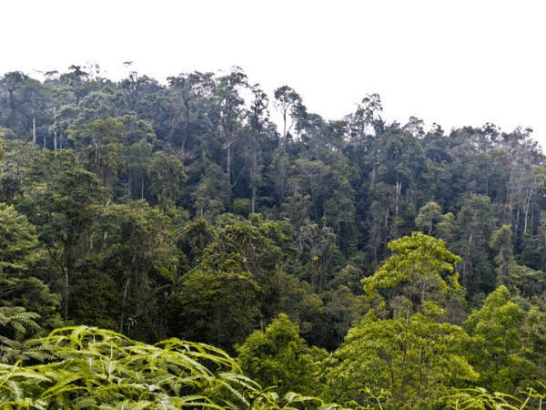 Gunung Telapak Burok