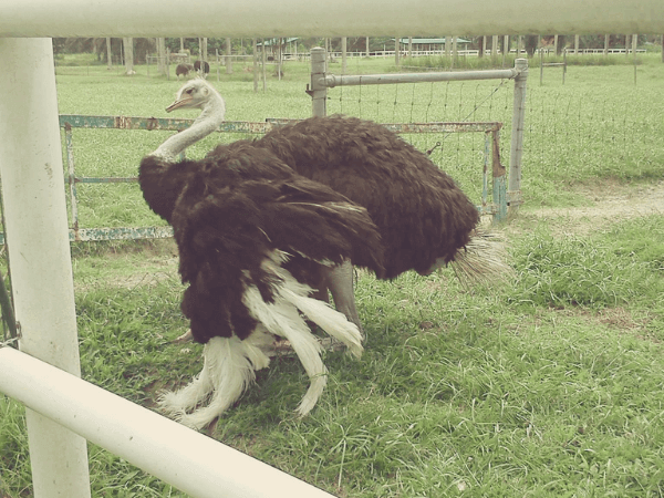 Jelita Ostrich Farm