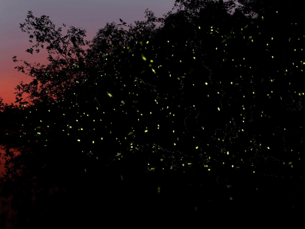 Kampung Dew Fireflies