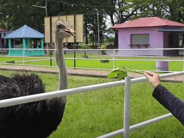 Ladang Burung Unta Perlis