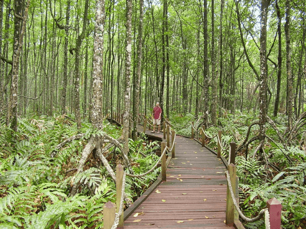 Matang Mangrove Forest Reserve