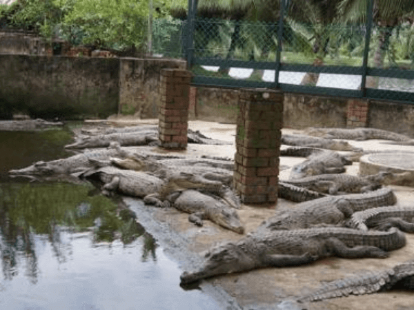Miri Crocodile Farm cum Mini Zoo