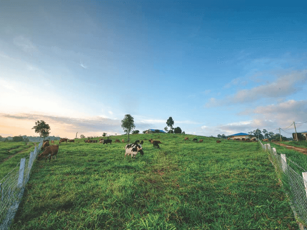 NS Dairy Farm Agro Park