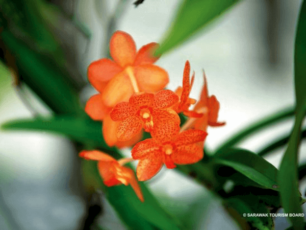 Orchid Garden Kuching