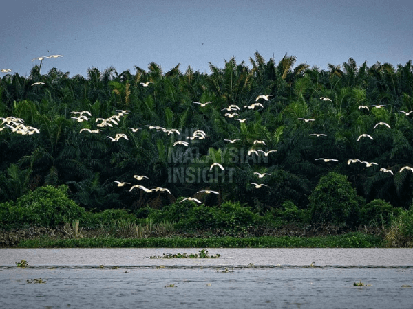 River Cruise Teluk Intan Perak