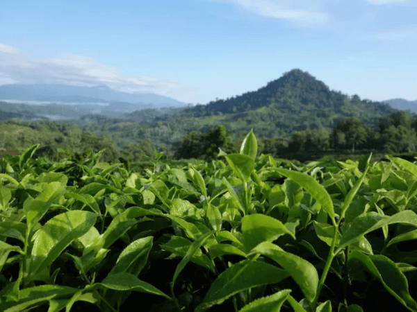 Sabah Tea Garden