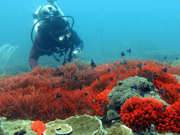 Scuba Diving di Miri-Sibuti Coral Reefs National Park