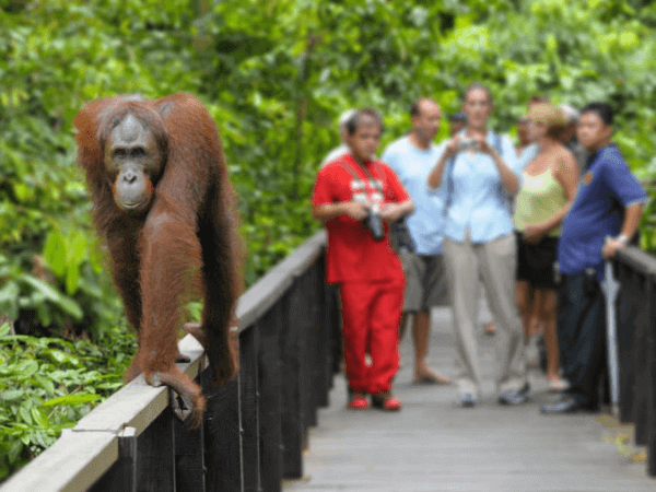 Sepilok Orangutan Rehabilitation Centre