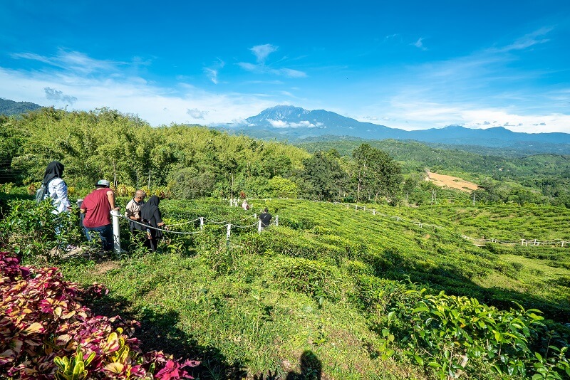 Sabah Tea Garden