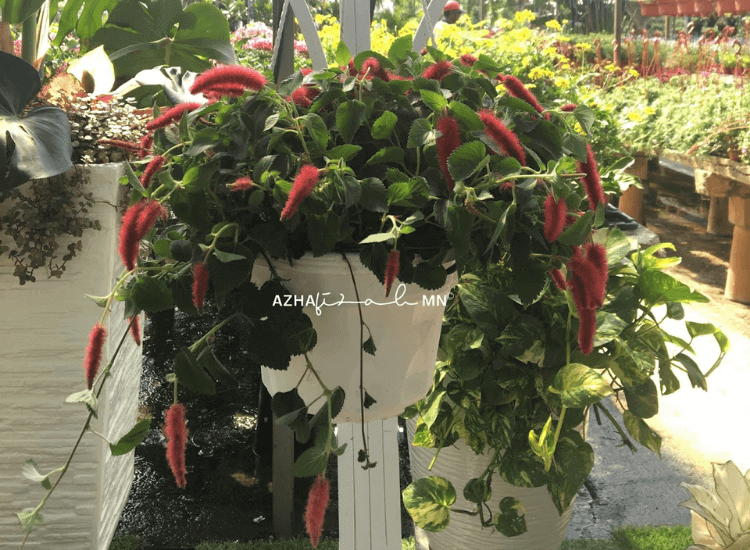 Acalypha Hispida