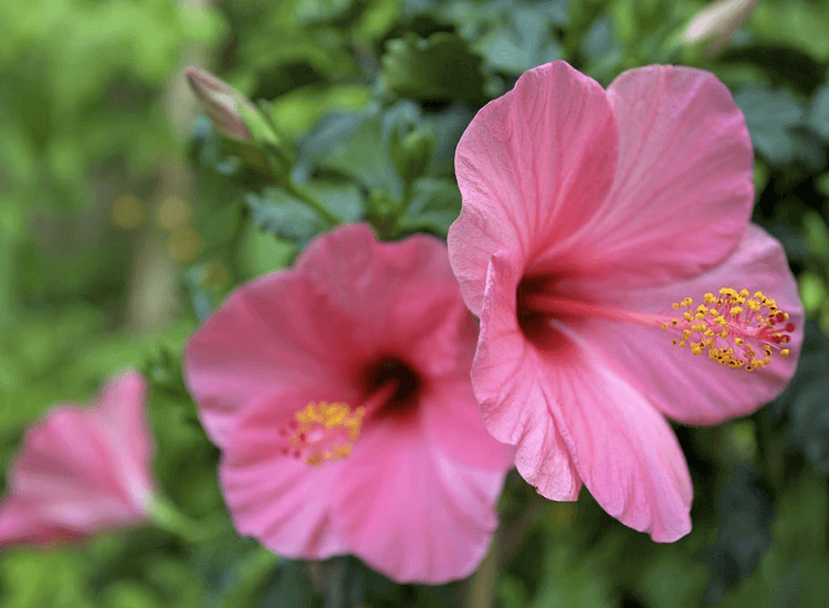 Bunga Raya (Hibiscus)