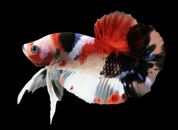 ikan laga Koi Betta