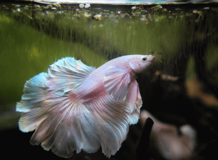 ikan laga Pink Betta