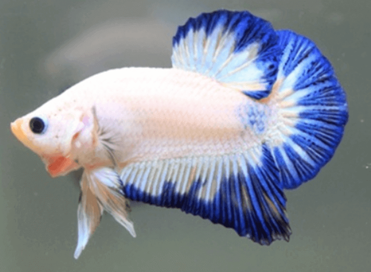 Plakat Betta