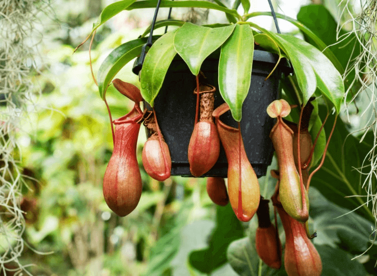 Pokok Periuk Kera