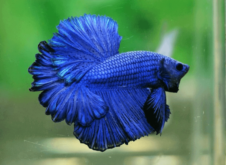 ikan laga Rosetail Betta